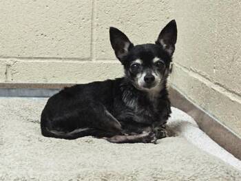 LEXIE -  Chihuahua Dog for Adoption in Martinez, California - LEXIE | PetCurious