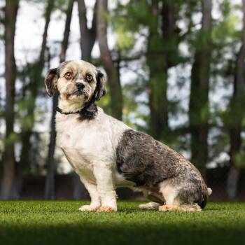 Charm -  Shih Tzu and Mixed Breed Dog for Adoption in Jupiter, Florida - Charm | PetCurious