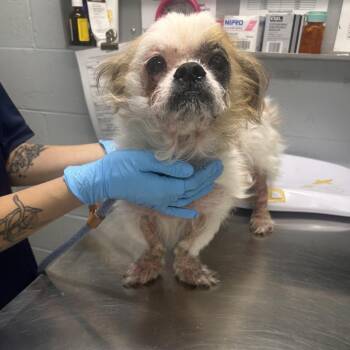 Mango -  Mixed Breed Dog for Adoption in Summerville, South Carolina - Mango | PetCurious