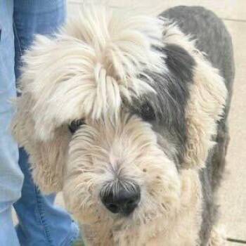 FOSTER OR FOSTER TO ADOPT Rory -  Sheep Dog Dog for Adoption - FOSTER OR FOSTER TO ADOPT Rory | PetCurious