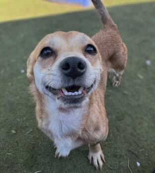 Chihuahua and Terrier Dogs Available for Adoption - Gerard | PetCurious