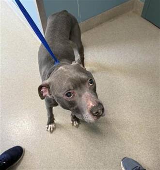 Rescue Pit Bull Terrier Dogs for Adoption in Newton, North Carolina - KINDER | PetCurious