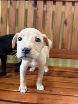Mac Pup 3 - Kangaroo Jack -  Labrador Retriever and Mixed Breed Dog for Adoption in Lawrenceburg, Tennessee - Mac Pup 3 - Kangaroo Jack | PetCurious