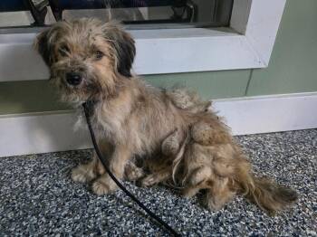Bailey -  Terrier and Mixed Breed Dog for Adoption in Carthage, Missouri - Bailey | PetCurious