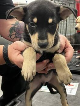 Labrador Retriever and Mixed Breed Dogs Available for Adoption - NAVEEN | PetCurious