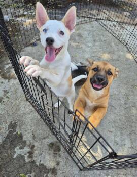 Rescue Cardigan Welsh Corgi and Cattle Dog Dogs for Adoption in Manhattan Beach, California - Willow In The Wind Girl!! | PetCurious