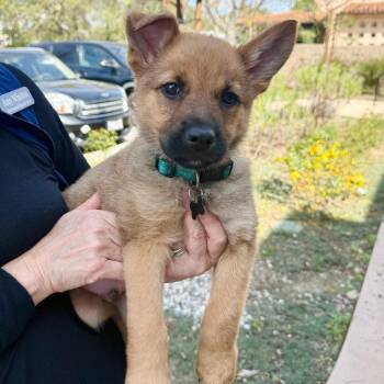 Shepherd Dogs Available for Adoption - James | PetCurious