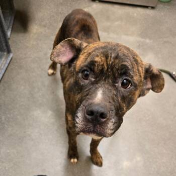 Rescue Boxer and Mixed Breed Dogs for Adoption in Madisonville, Tennessee - Sadie | PetCurious