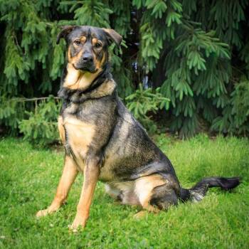 Rottweiler and Shepherd Dogs Available for Adoption in Versailles, Kentucky - Ruckus | PetCurious