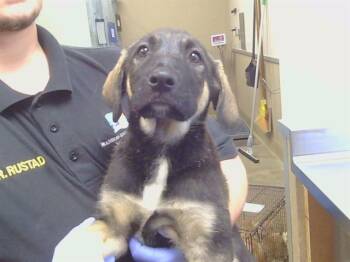 DANTE -  German Shepherd Dog and Mixed Breed Dog for Adoption in Sacramento, California - DANTE | PetCurious