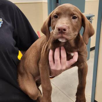 Grandma -  Retriever Dog for Adoption in New Rochelle, New York - Grandma | PetCurious