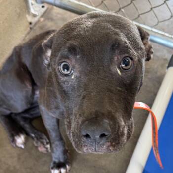 Royal -  Labrador Retriever and Terrier Dog for Adoption in Bronson, Florida - Royal | PetCurious