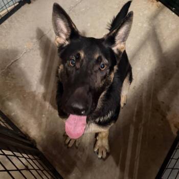 Klaus -  Shepherd and Mixed Breed Dog for Adoption in Birmingham, Alabama - Klaus | PetCurious