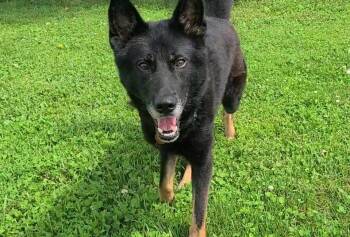 Cash -  German Shepherd Dog Dog for Adoption in Elizabeth, Illinois - Cash | PetCurious