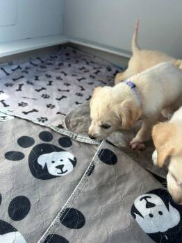 Eastern -  Mixed Breed and Labrador Retriever Dog for Adoption in Spokane, Washington - Eastern | PetCurious
