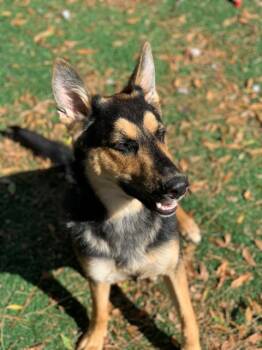 Rescue German Shepherd Dog Dogs for Adoption in Fremont, California - CHAI | PetCurious