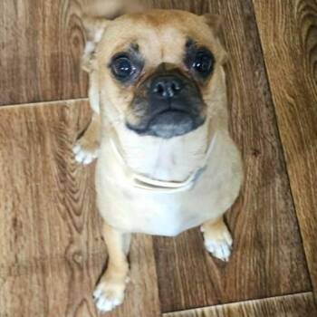 Matilda -  Pug and Mixed Breed Dog for Adoption in Fort Collins, Colorado - Matilda | PetCurious
