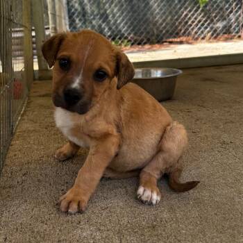 Terrier Dogs Available for Adoption in Blue Ridge, Georgia - James | PetCurious