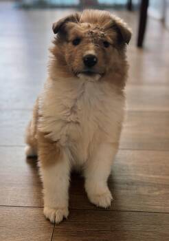 Rescue Collie and Shetland Sheepdog Sheltie Dogs for Adoption in Richmond, Virginia - Lollie | PetCurious