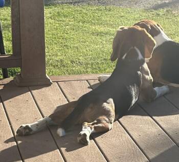 Beagle Dogs Available for Adoption in Waunakee, Wisconsin - Ben Freegle | PetCurious