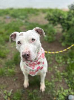 Rescue Pit Bull Terrier Dogs for Adoption in Newark, New Jersey - Queen | PetCurious