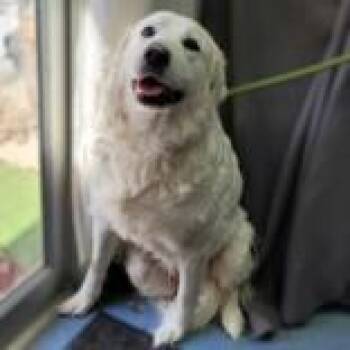 Great Pyrenees Dogs Available for Adoption - Snowball | PetCurious