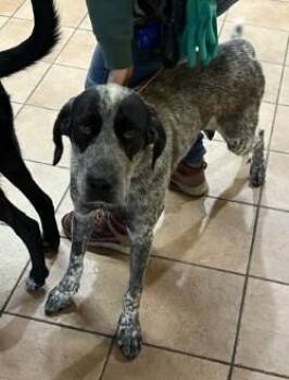 Mixed Breed Dogs Available for Adoption in Longmont, Colorado - Ceniza | PetCurious