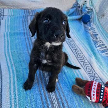 Sprig -  Shepherd and Retriever Dog for Adoption in Wadena, Minnesota - Sprig | PetCurious
