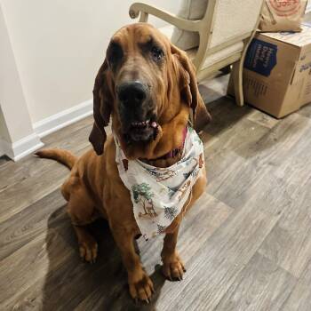 Kali -  Bloodhound Dog for Adoption in Columbia, South Carolina - Kali | PetCurious