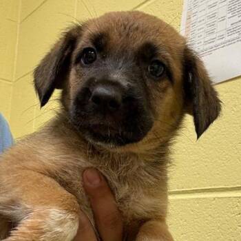 Cricket *Avail 10/24 at Biddeford PetSmart* -  Cattle Dog and Mixed Breed Dog for Adoption in Kennebunk, Maine - Cricket *Avail 10/24 At Biddeford PetSmart* | PetCurious