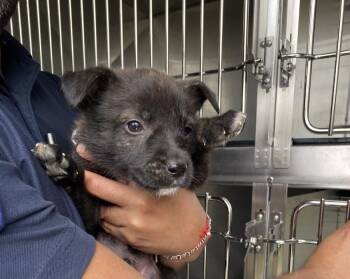 Mixed Breed Dogs Available for Adoption in Dallas, Texas - KINGSTON | PetCurious
