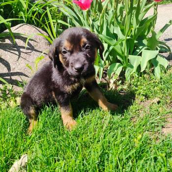 Rottweiler and Terrier Dogs Available for Adoption in Holiday Hills, Illinois - Reese’s | PetCurious
