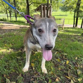 Dolly -  Husky and Pit Bull Terrier Dog for Adoption in Phoenixville, Pennsylvania - Dolly | PetCurious