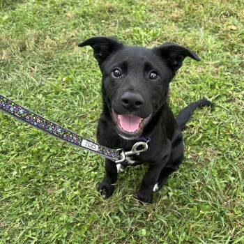 B -  Labrador Retriever Dog for Adoption in Carmel Hamlet, New York - B | PetCurious