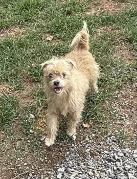 Boo Boo -  Terrier and Mixed Breed Dog for Adoption in Wilkesboro, North Carolina - Boo Boo | PetCurious