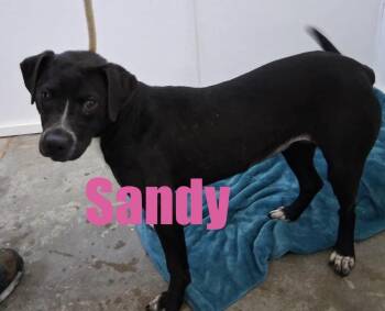 Terrier Dogs Available for Adoption - Sandy | PetCurious