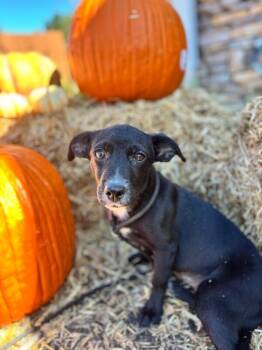 Rescue Beagle and Mixed Breed Dogs for Adoption in Aiken, South Carolina - Nina | PetCurious