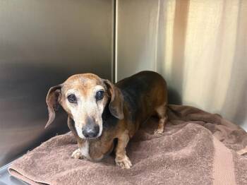 MR. QUIRK -  Dachshund Dog for Adoption in Tustin, California - MR. QUIRK | PetCurious