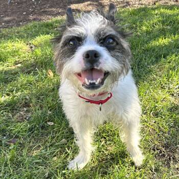 Rescue Boston Terrier and Bichon Frise Dogs for Adoption in Hopkinton, Massachusetts - Moxie | PetCurious