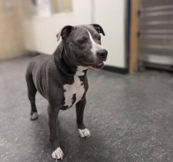 Rescue Pit Bull Terrier and Mixed Breed Dogs for Adoption in Greenfield, Indiana - Taelos | PetCurious