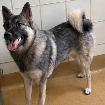 KENZO -  Norwegian Elkhound Dog for Adoption in Derwood, Maryland - KENZO | PetCurious