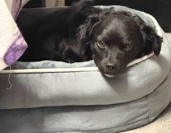 Taz -  Chihuahua Dog for Adoption in Eagle, Idaho - Taz | PetCurious