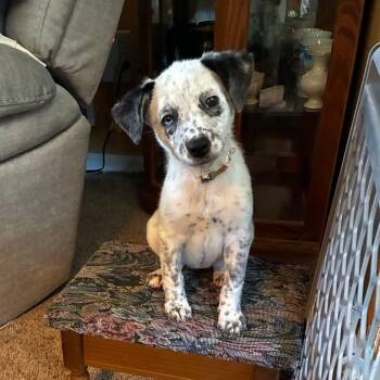 Freckles -  Australian Cattle Dog Blue Heeler Dog for Adoption in Collingswood, New Jersey - Freckles | PetCurious
