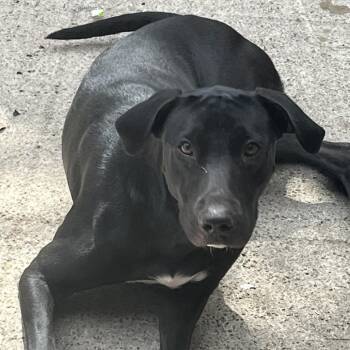 Salem -  Black Labrador Retriever and Mixed Breed Dog for Adoption in West Palm Beach, Florida - Salem | PetCurious