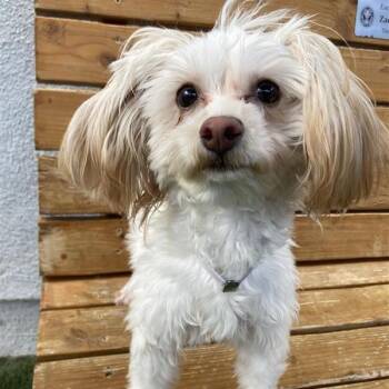 Kaliyah -  Maltese and Poodle Dog for Adoption in Hawthorne, California - Kaliyah | PetCurious