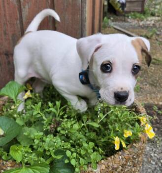 Honey -  American Bulldog Dog for Adoption in Union Grove, Wisconsin - Honey | PetCurious