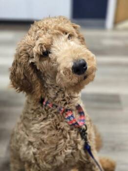 Dusty - Windsor -  Poodle Dog for Adoption in Kennesaw, Georgia - Dusty - Windsor | PetCurious