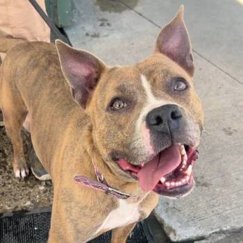 Rescue Pit Bull Terrier Dogs for Adoption in Newark, New Jersey - Deuce | PetCurious