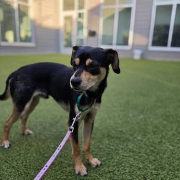 BUTTER -  Chihuahua and Mixed Breed Dog for Adoption in Greensboro, North Carolina - BUTTER | PetCurious
