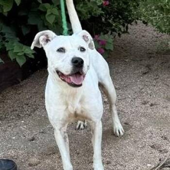 Bella -  American Staffordshire Terrier Dog for Adoption in Williston, Vermont - Bella | PetCurious